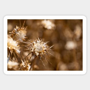 Sepia seed head. Sticker